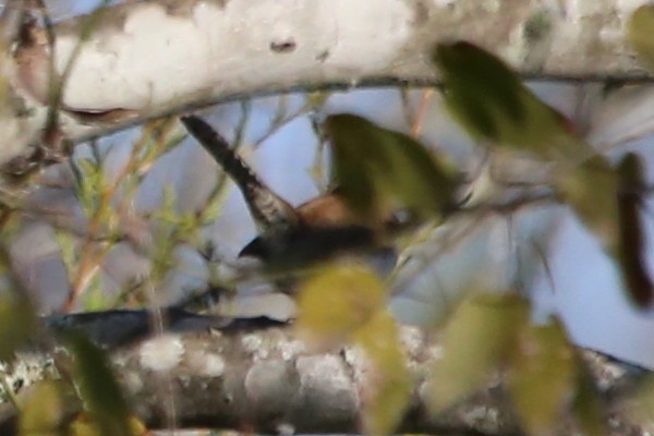 Buschzaunkönig - ML646699840