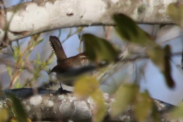 Buschzaunkönig - ML646699841