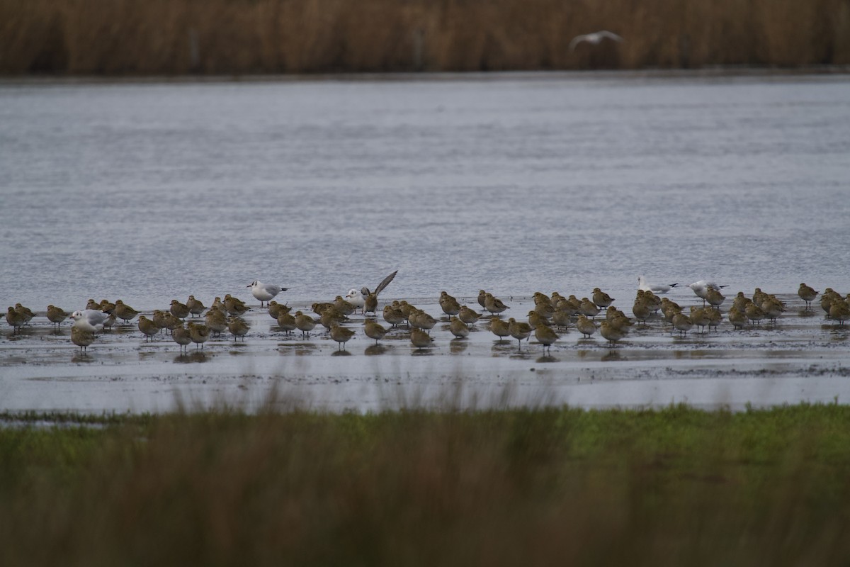 Сивка звичайна - ML646699842