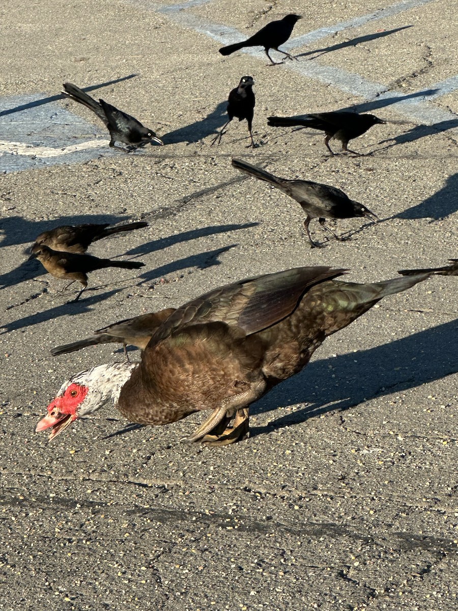 Muscovy Duck (Domestic type) - ML646699851