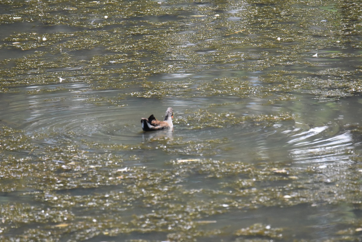 Little Pied Cormorant - ML646699852