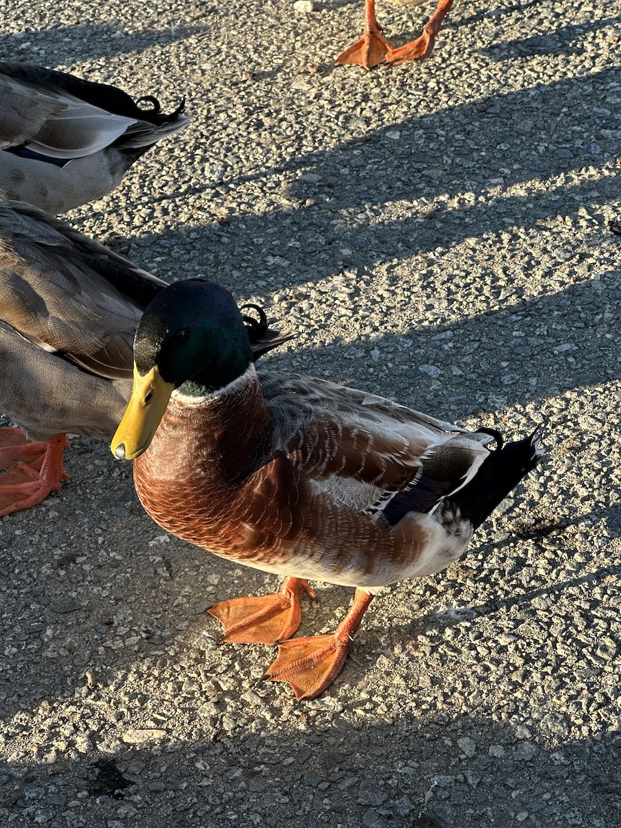 Mallard - ML646699854