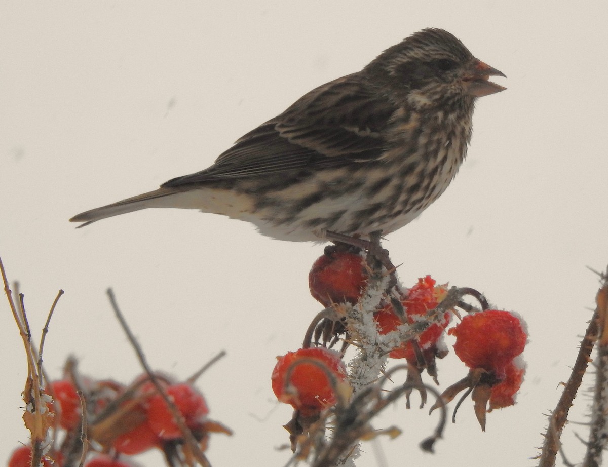 Camachuelo Purpúreo - ML646699855