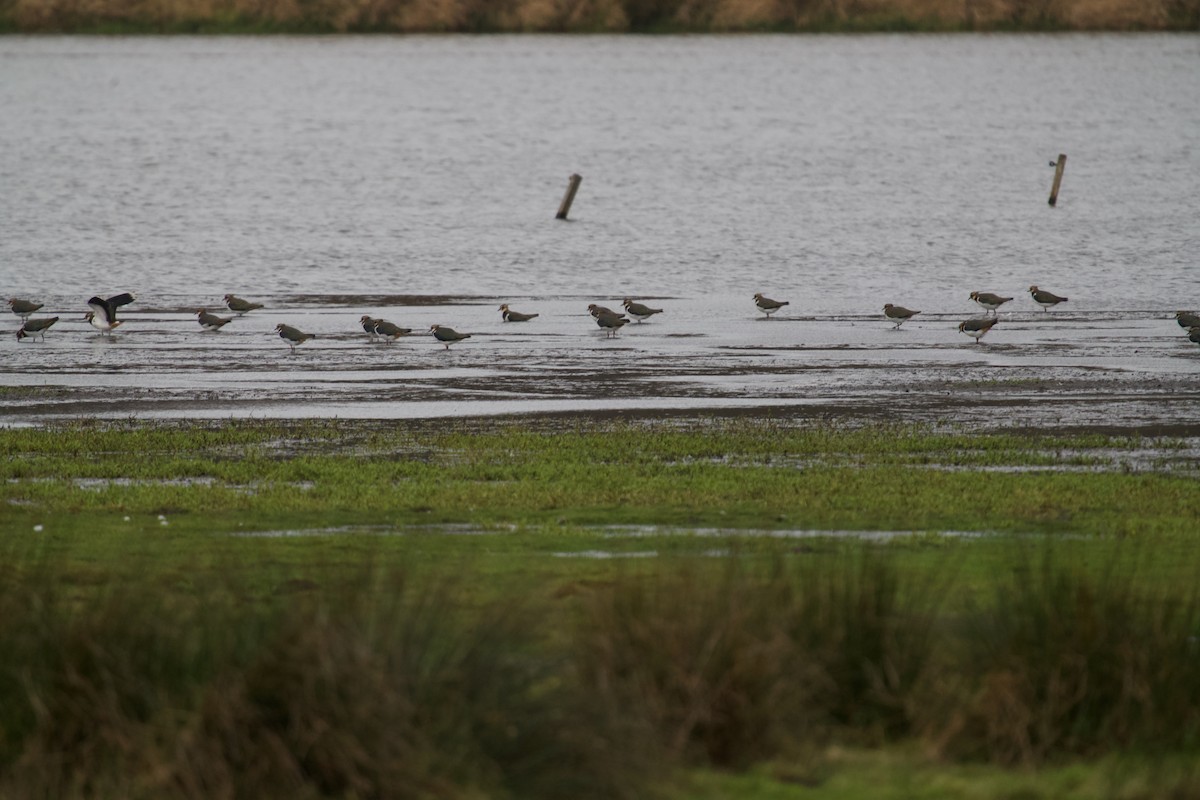 Avefría Europea - ML646699857