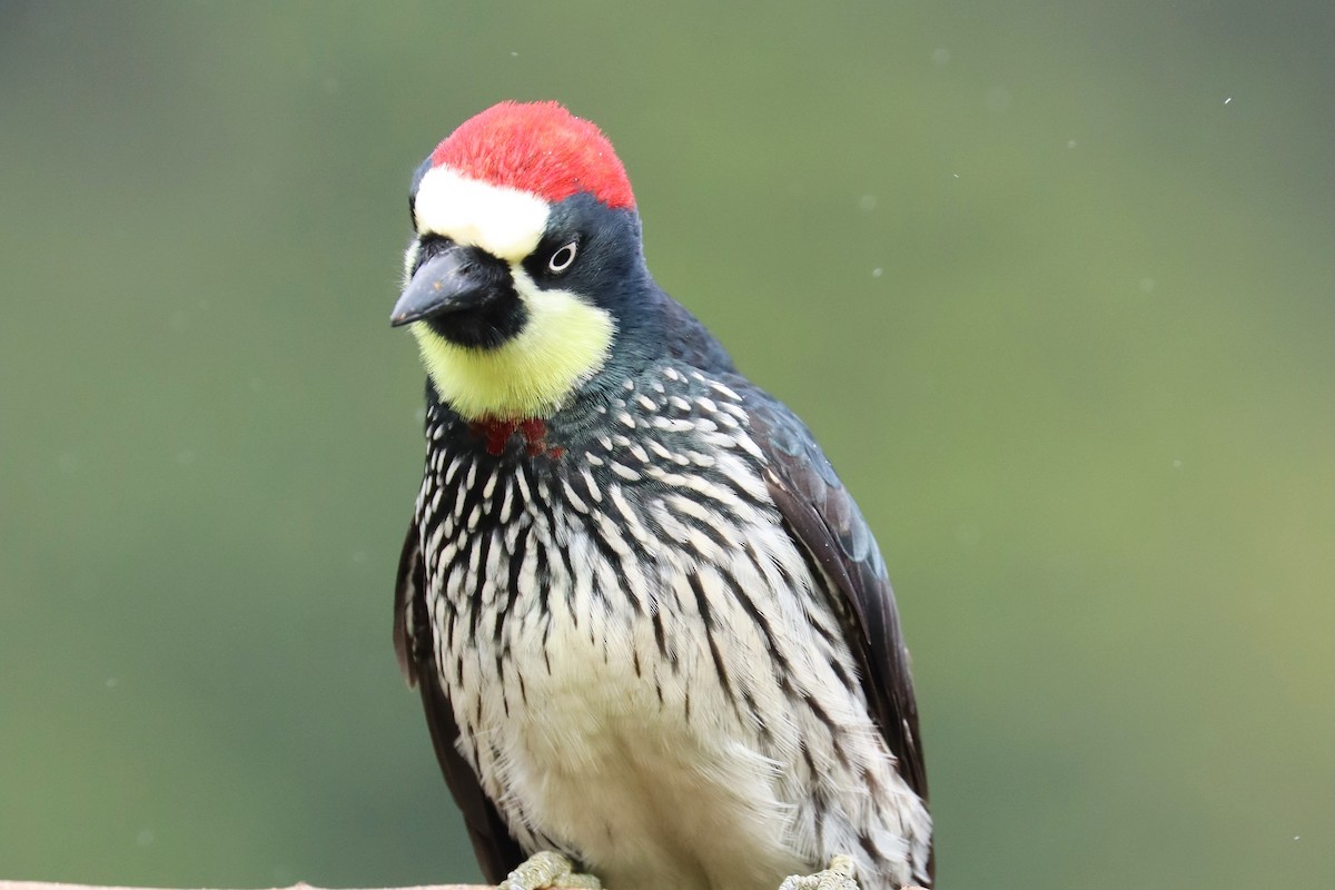 ドングリキツツキ - ML646699864