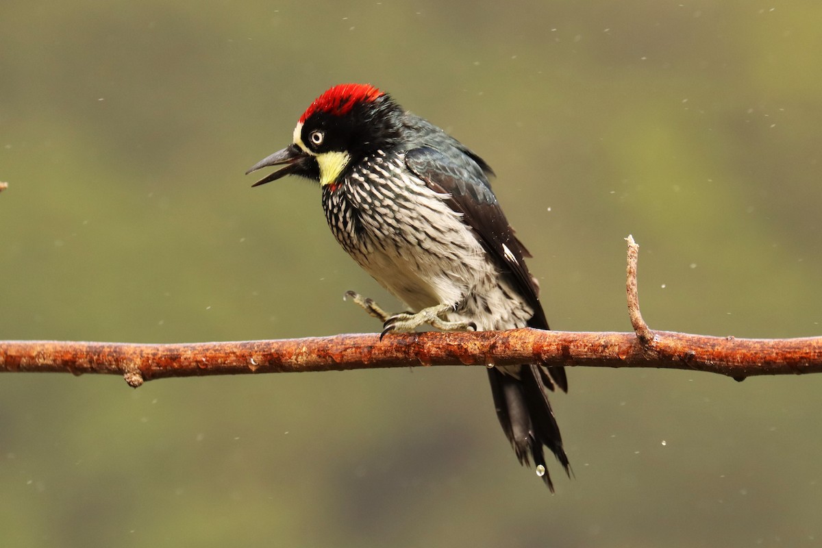 ドングリキツツキ - ML646699865