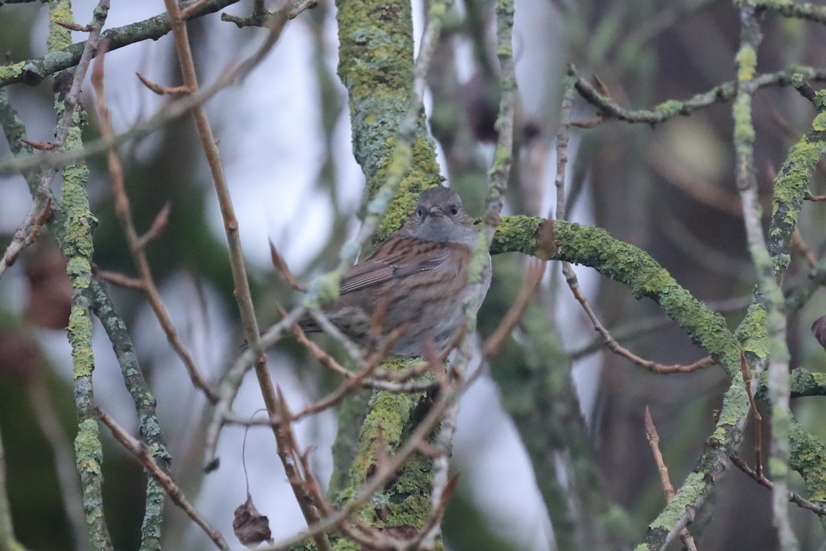 Лесная завирушка - ML646699866