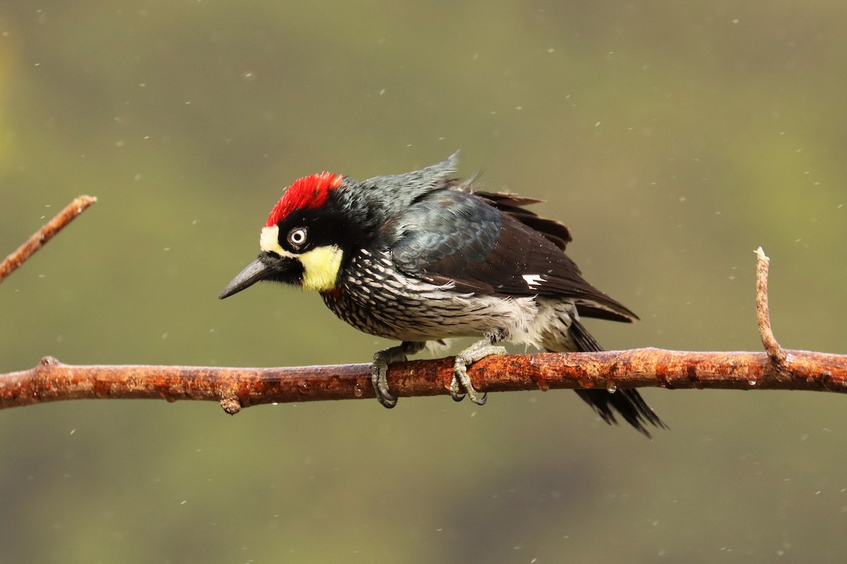 ドングリキツツキ - ML646699867