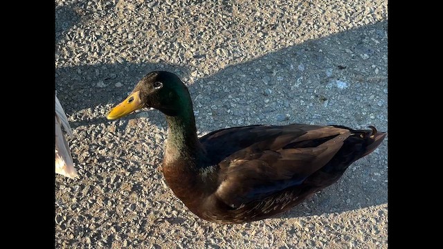 Mallard (Domestic type) - ML646699868