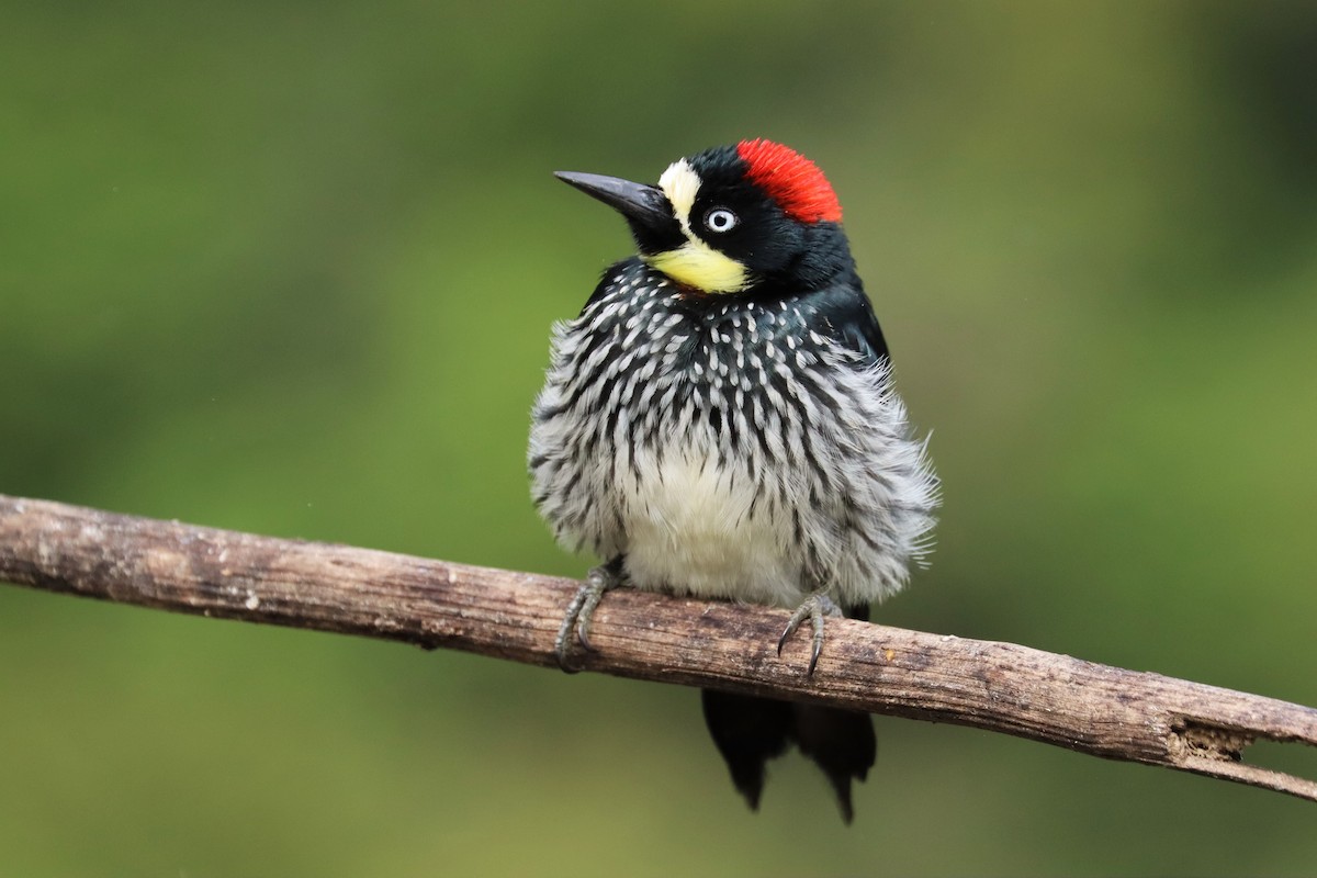 ドングリキツツキ - ML646699869