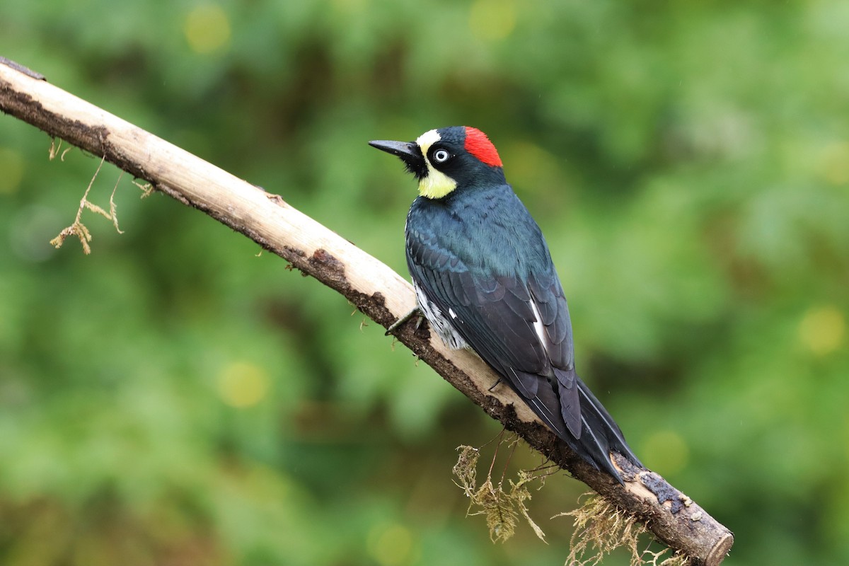 ドングリキツツキ - ML646699870