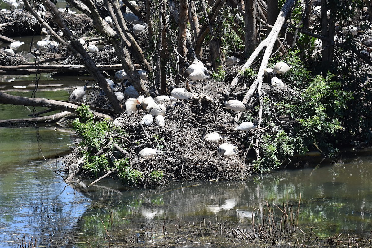 Australian Ibis - ML646699871