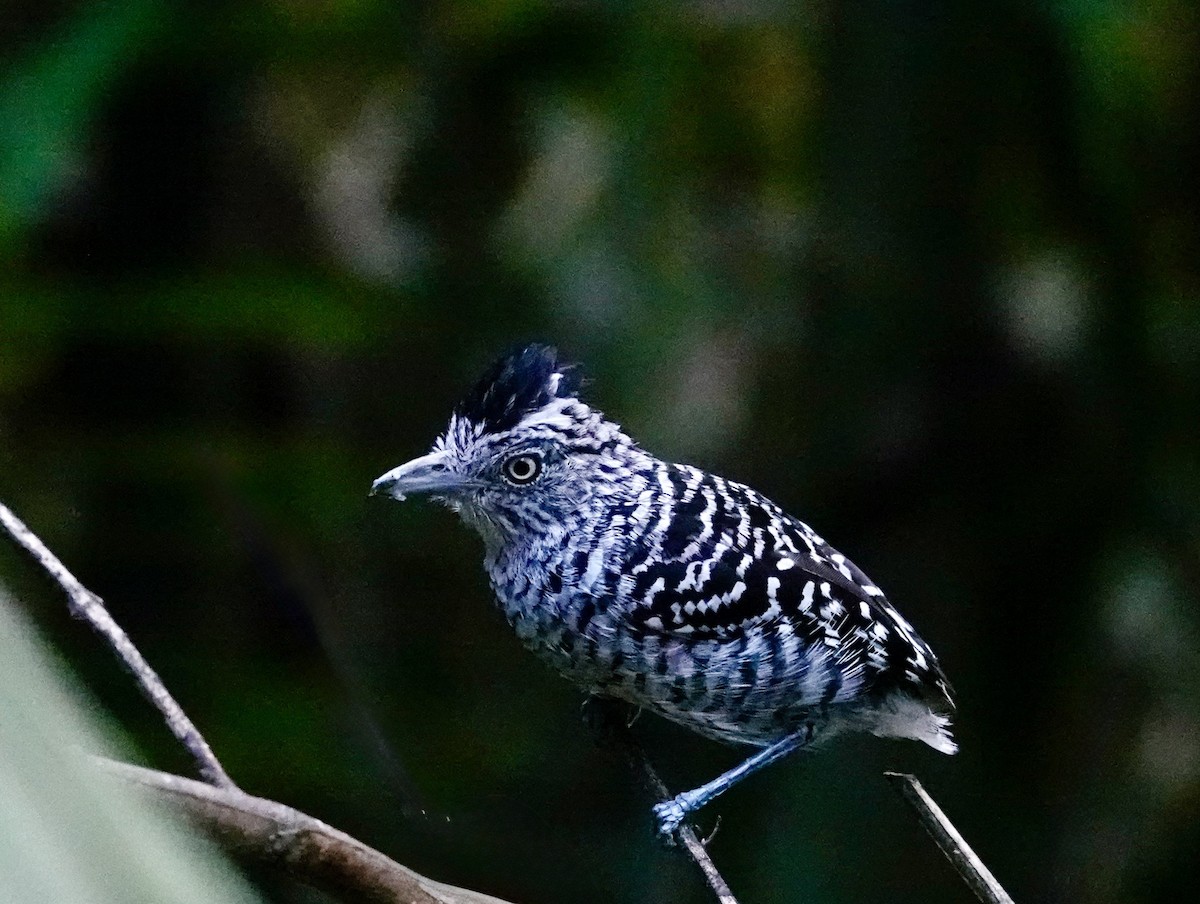 Barred Antshrike - ML646699872