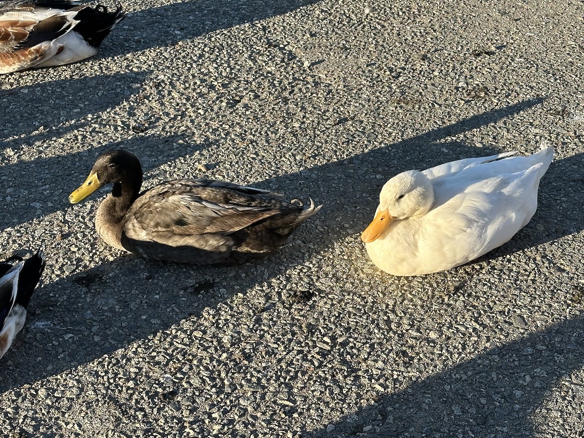 Mallard (Domestic type) - ML646699874