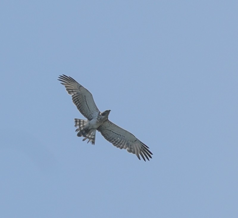 Short-toed Snake-Eagle - ML646699876
