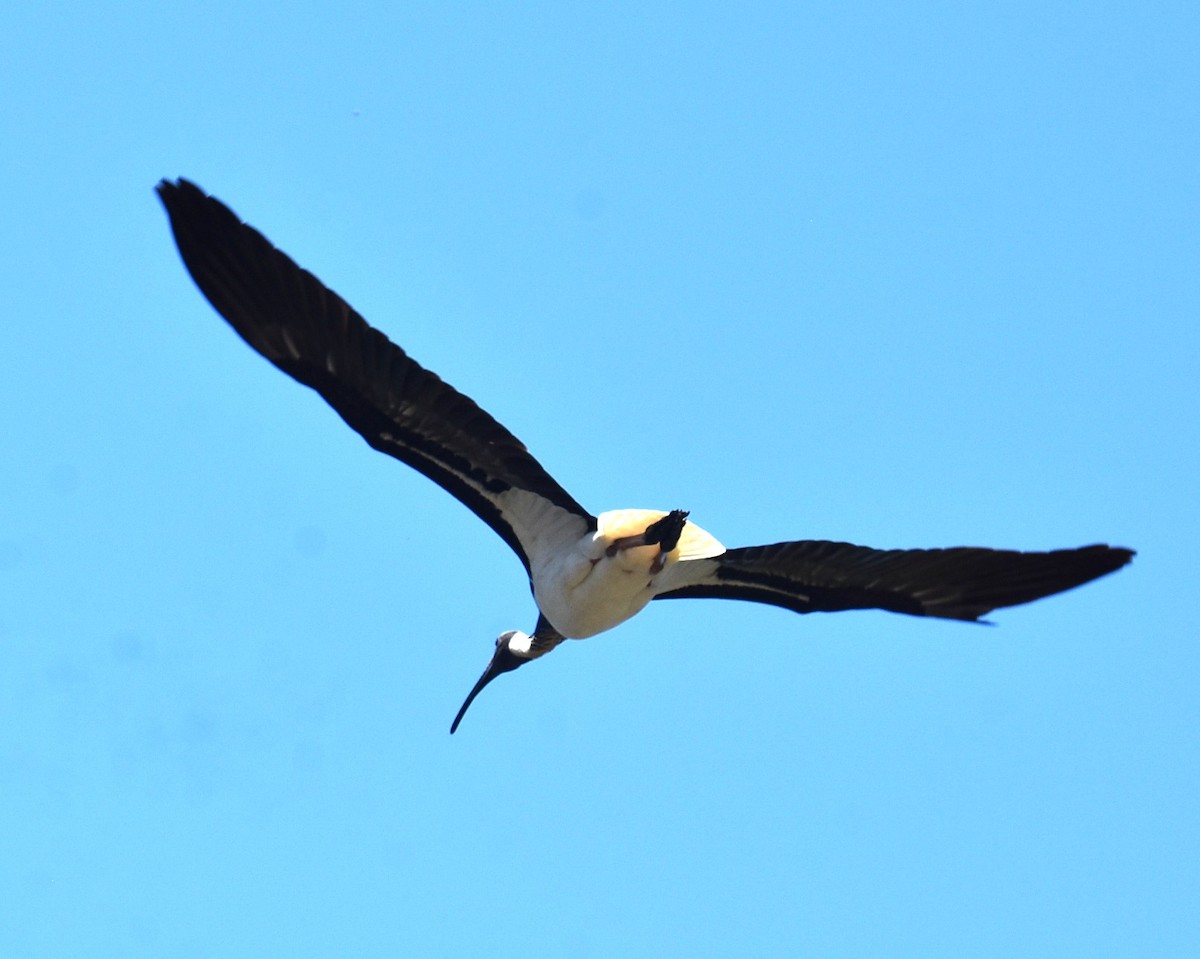Straw-necked Ibis - ML646699877
