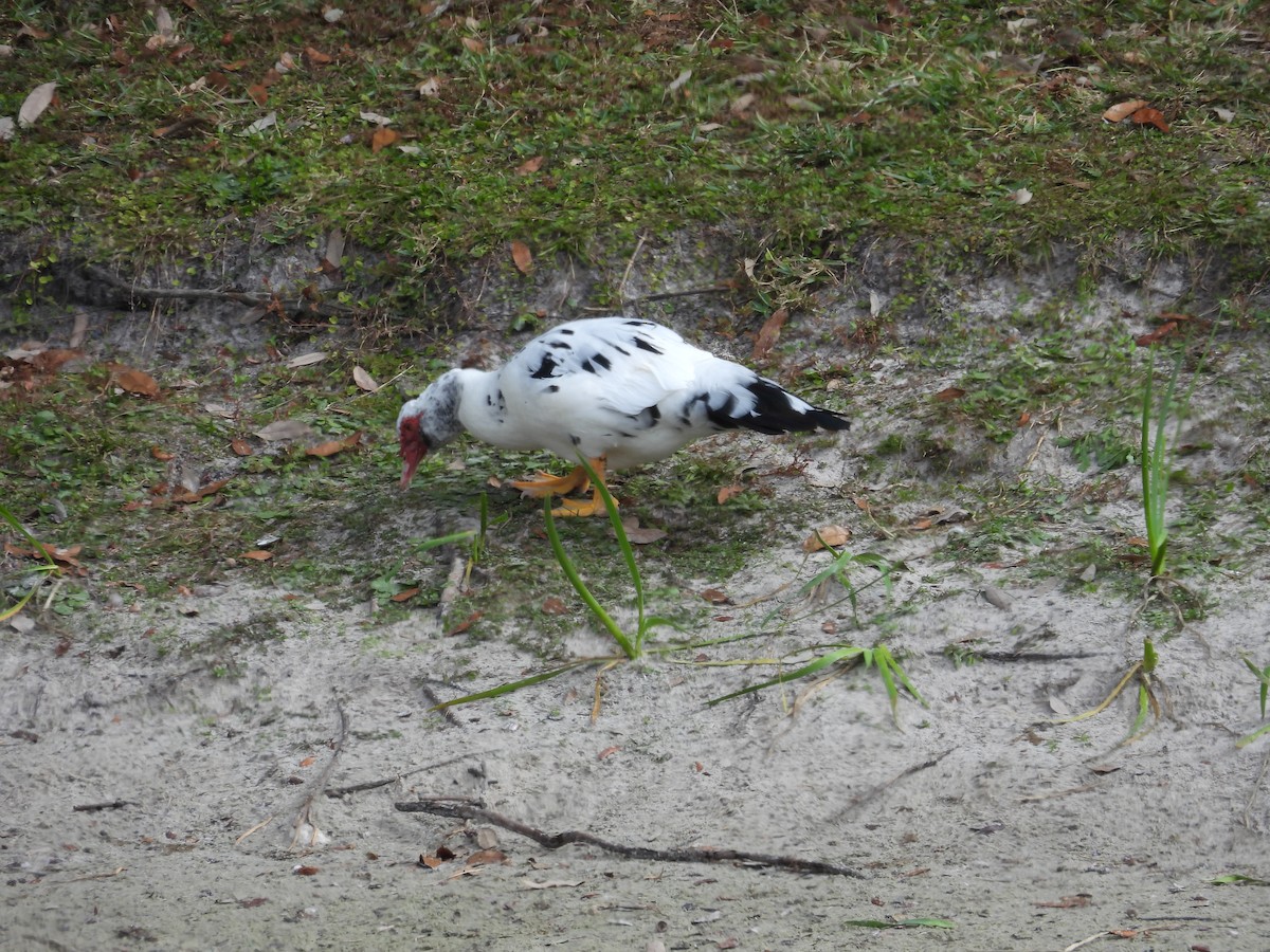 ノバリケン（家畜） - ML646699879