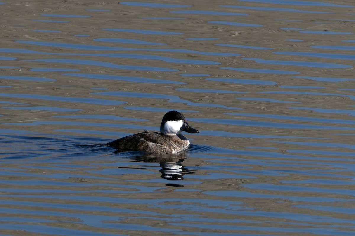 Érismature rousse - ML646699880