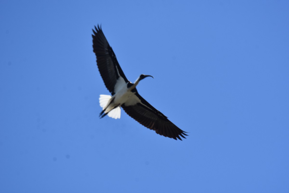 Straw-necked Ibis - ML646699882