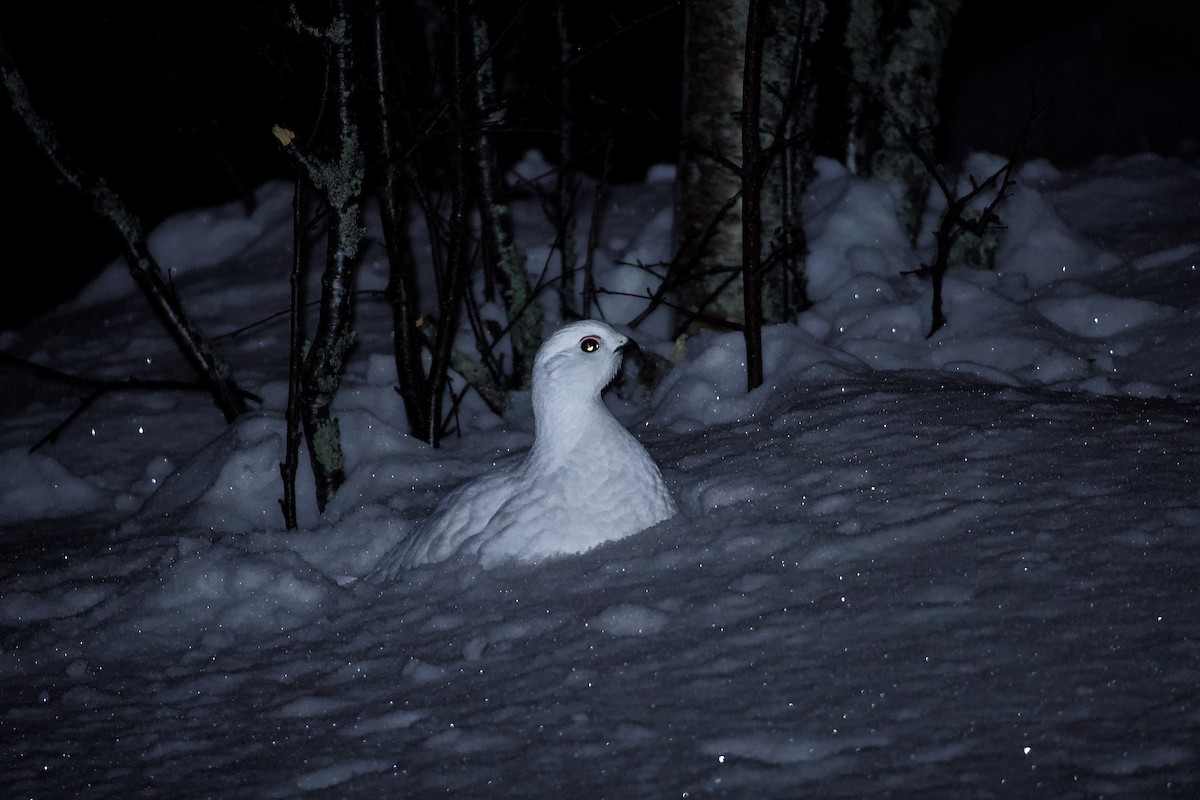 Цагаан ахууна - ML646699883