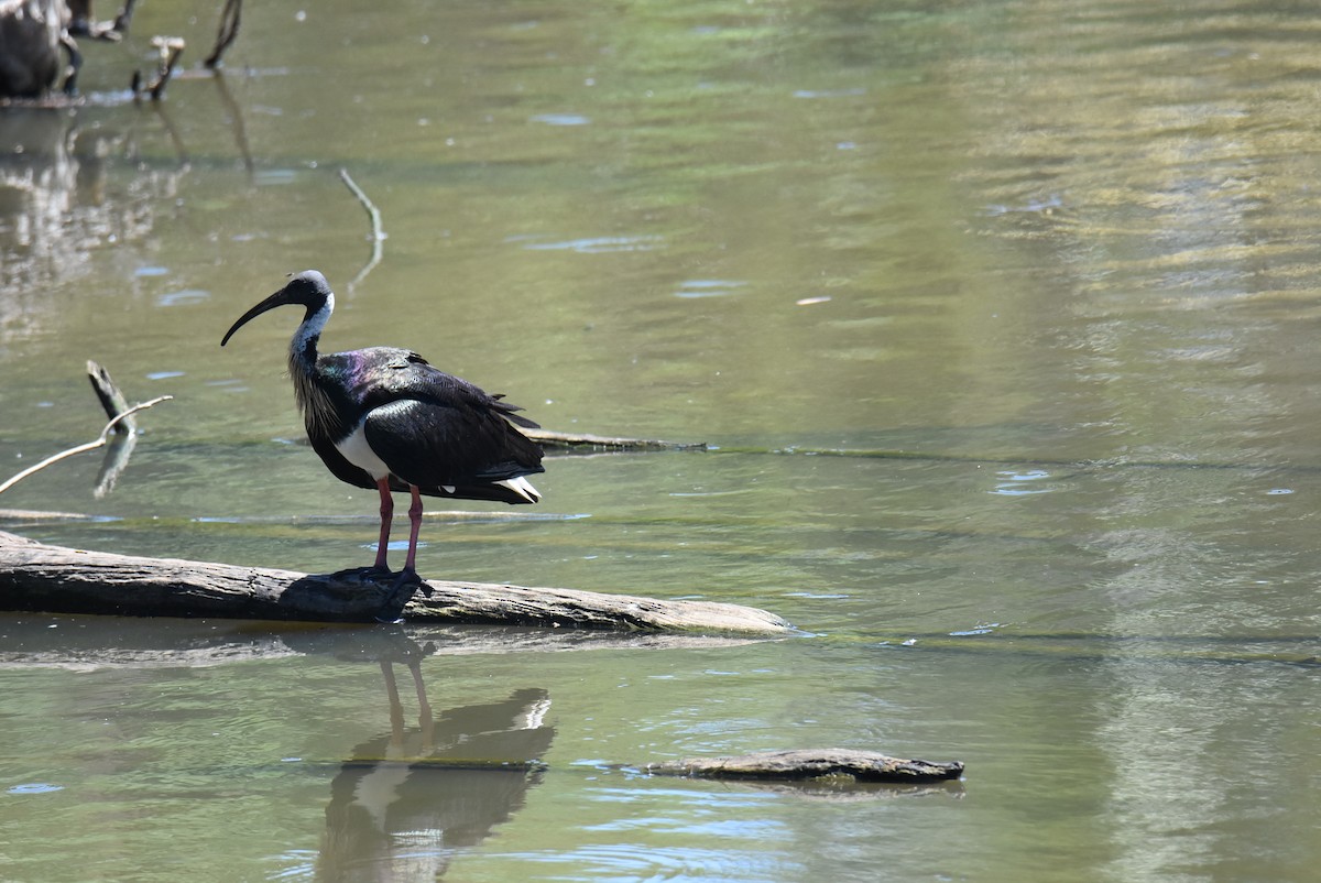 Straw-necked Ibis - ML646699886