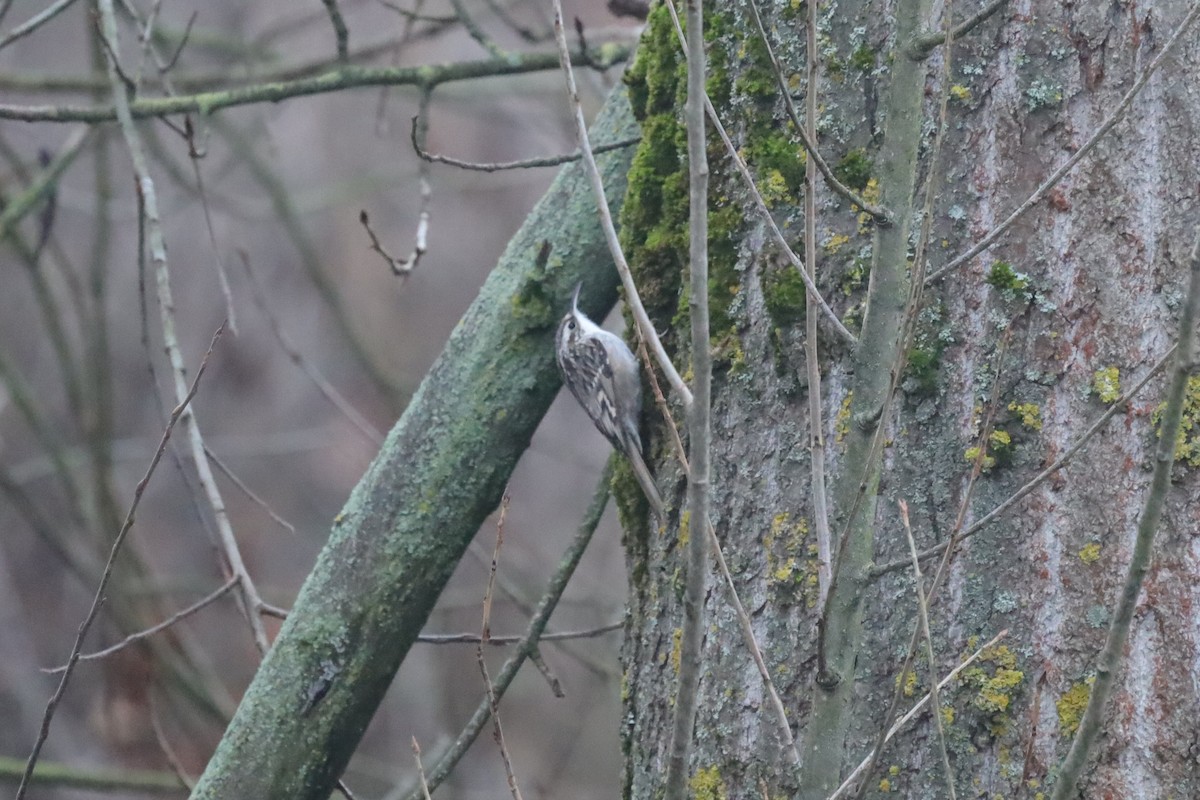 Короткопалая пищуха - ML646699888