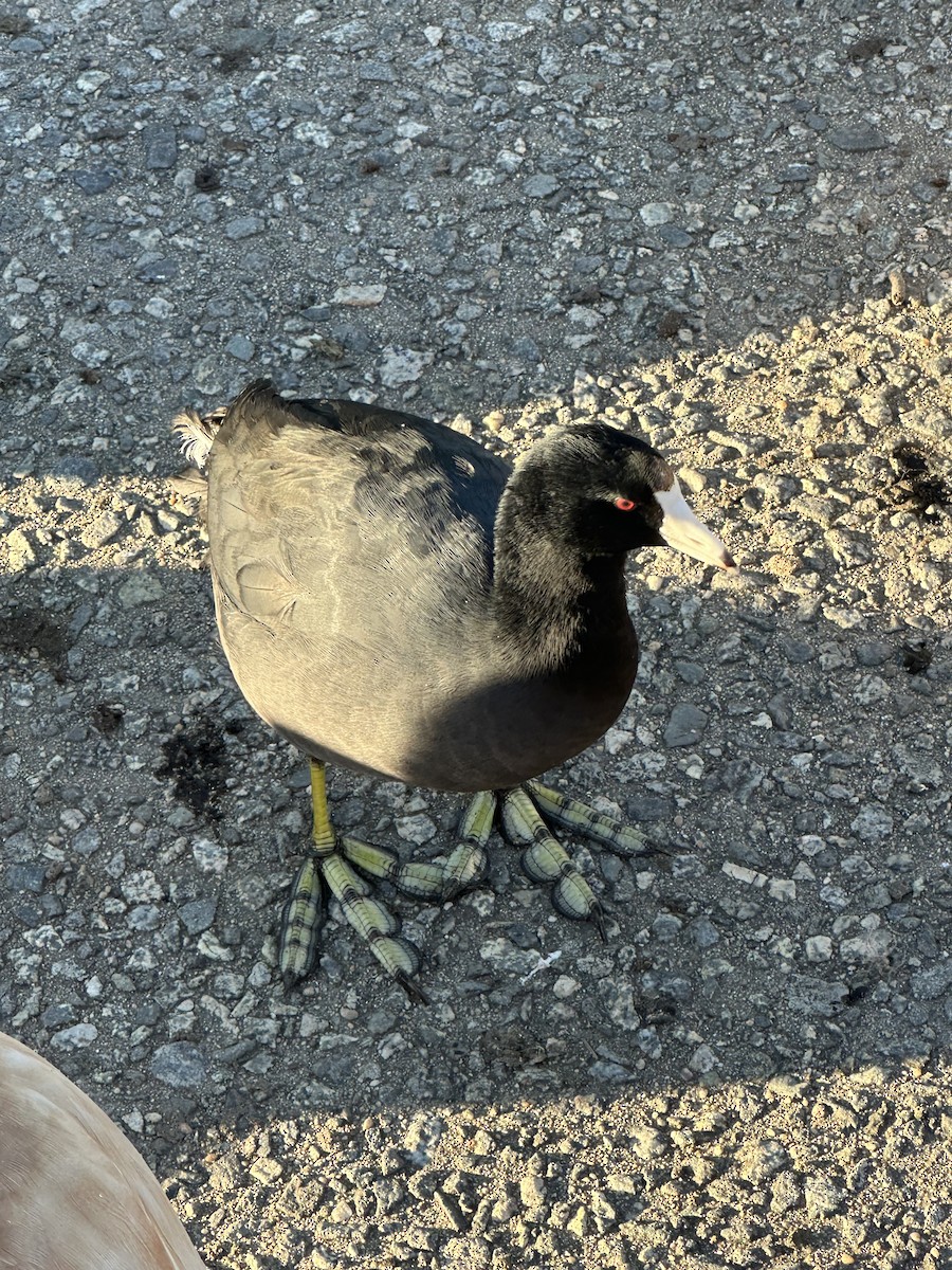 American Coot - ML646699889