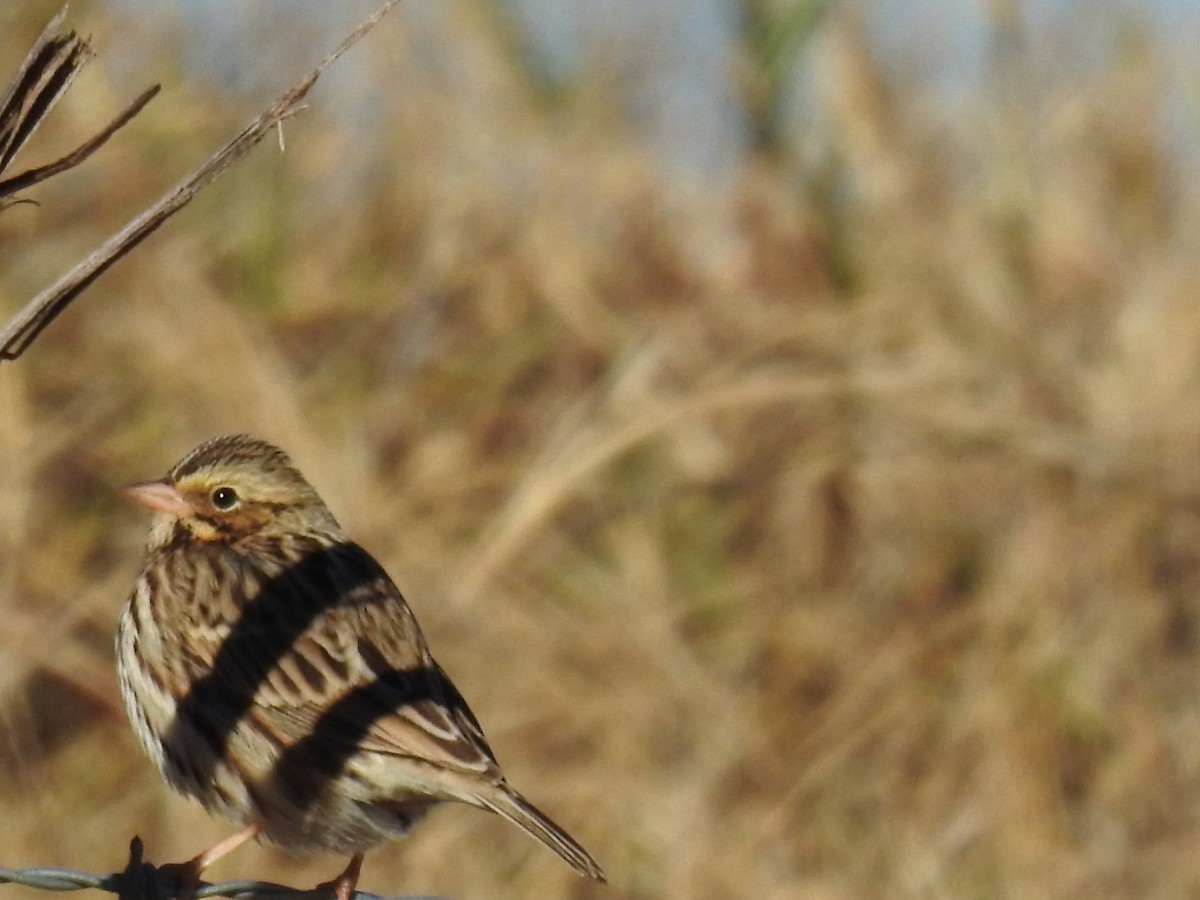 Savannah Sparrow - ML646699890