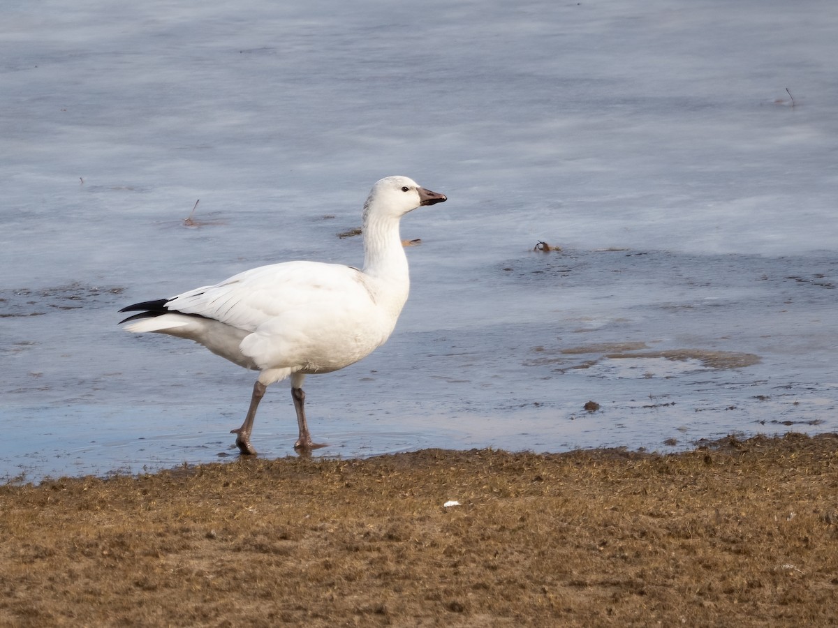 Ross's Goose - ML646699892