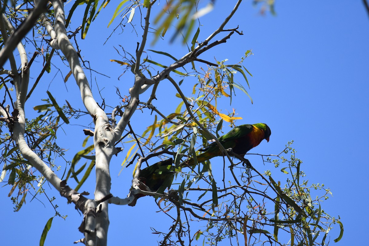 Rainbow Lorikeet - ML646699895