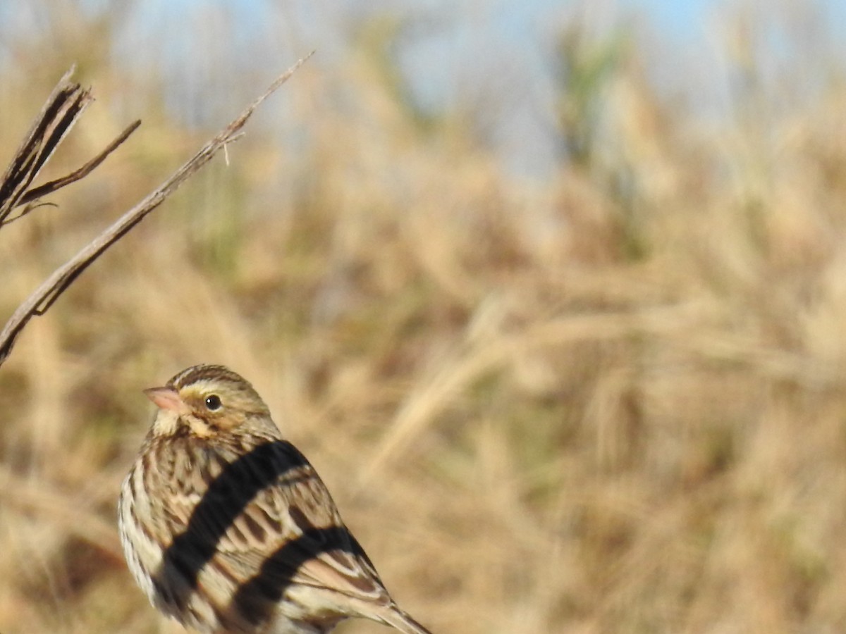 Savannah Sparrow - ML646699896