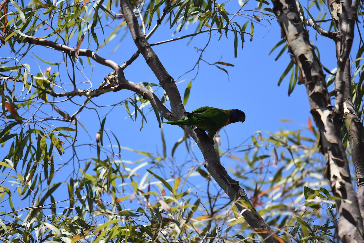 Rainbow Lorikeet - ML646699897
