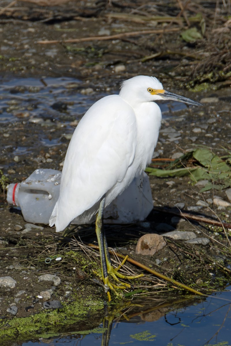 Snowy Egret - ML646699898