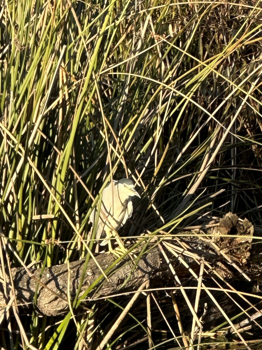 Black-crowned Night Heron - ML646699899