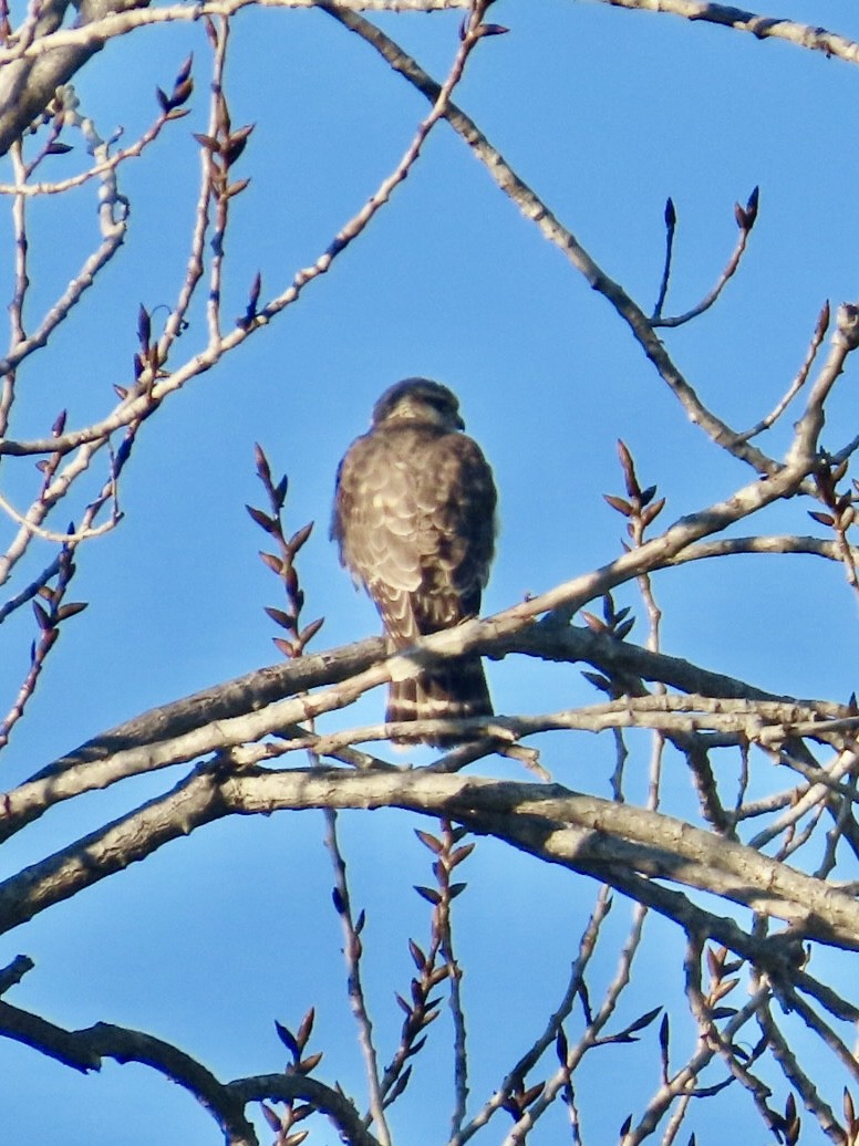 Підсоколик малий - ML646699900