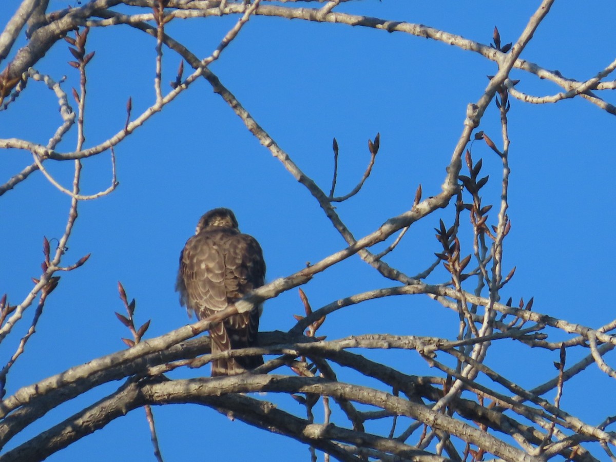 Підсоколик малий - ML646699901