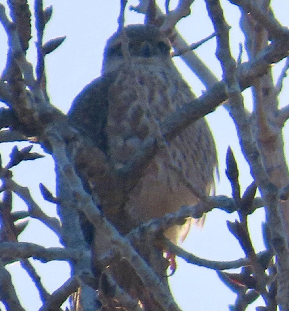 Підсоколик малий - ML646699902