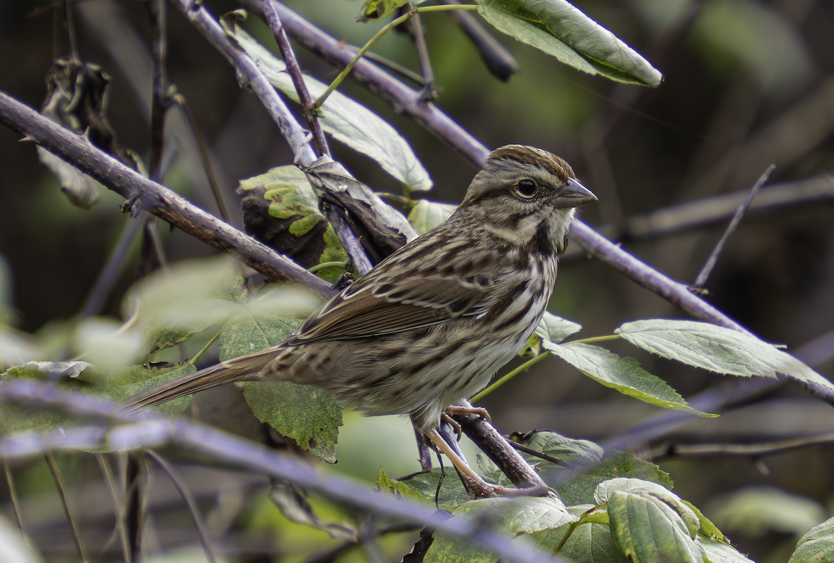 ウタスズメ - ML646699908
