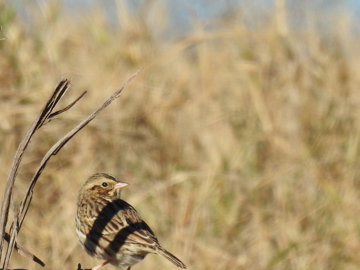 Savannah Sparrow - ML646699910