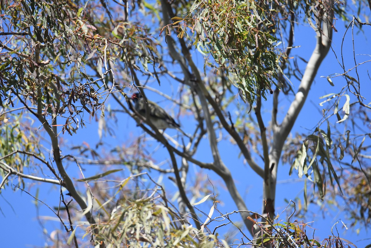 Australasian Figbird - ML646699912