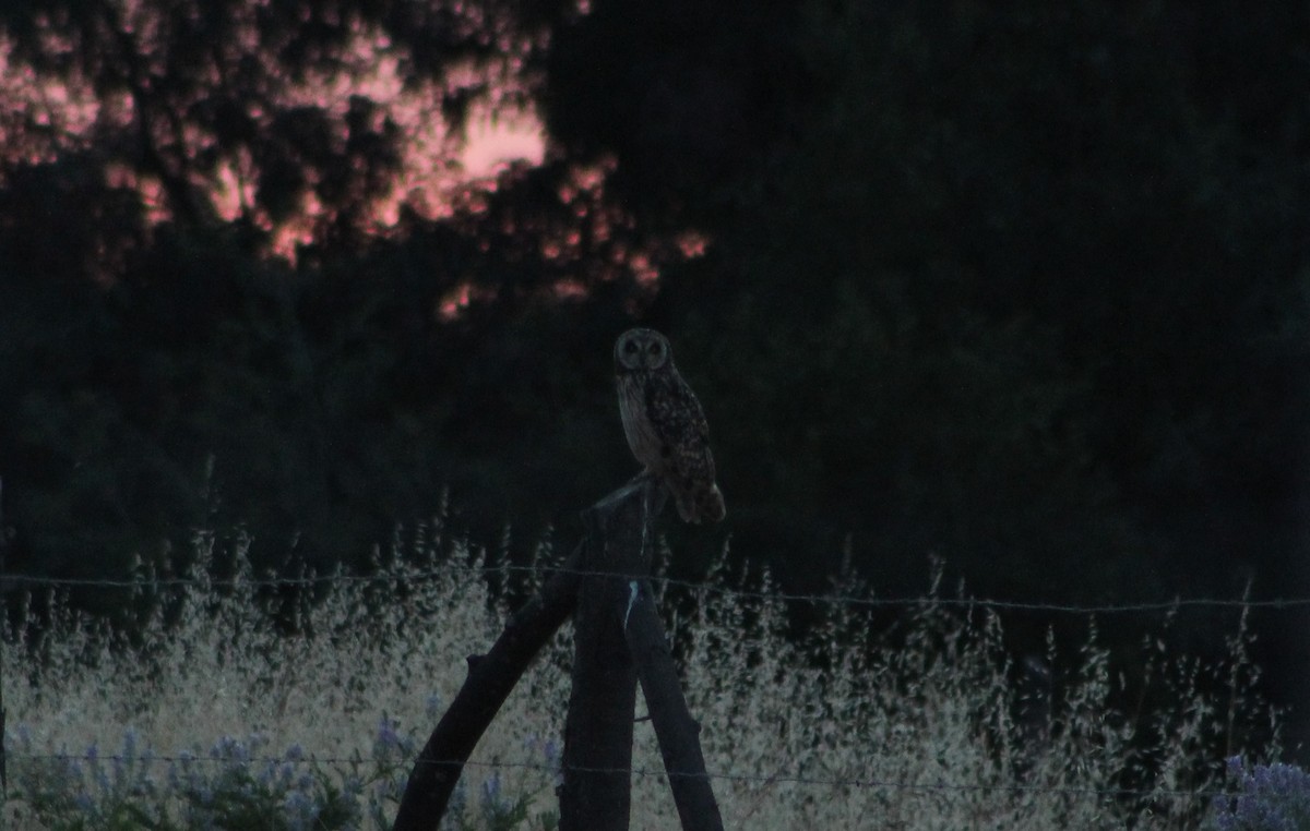 Short-eared Owl - ML646699913