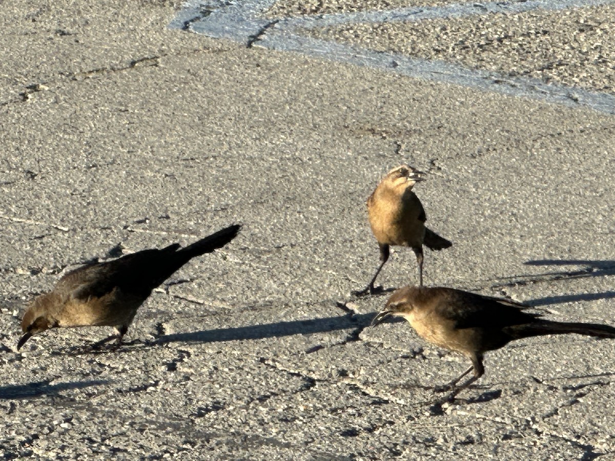 Great-tailed Grackle - ML646699919