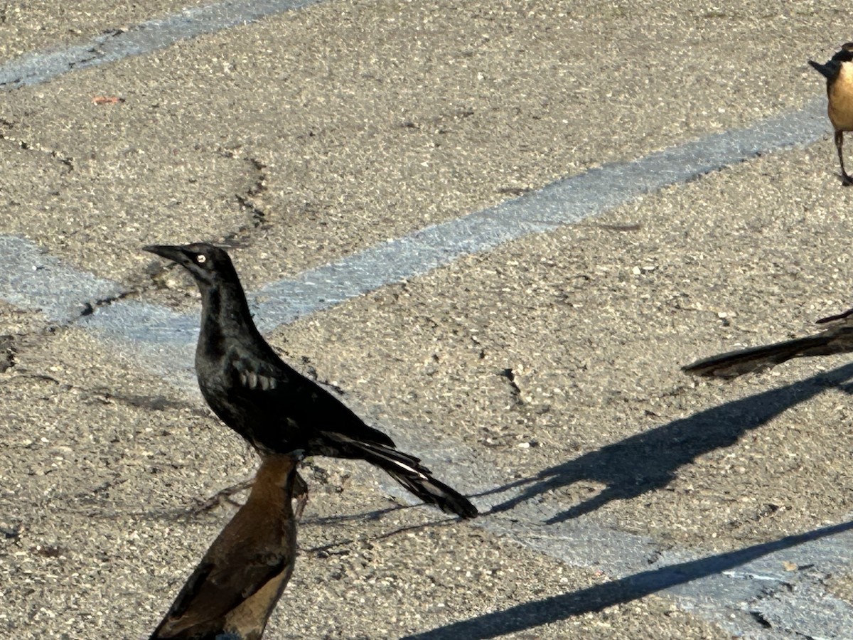 Great-tailed Grackle - ML646699920