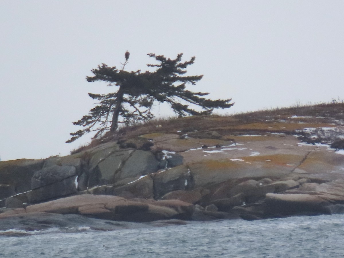 Ak Başlı Kartal - ML646699921