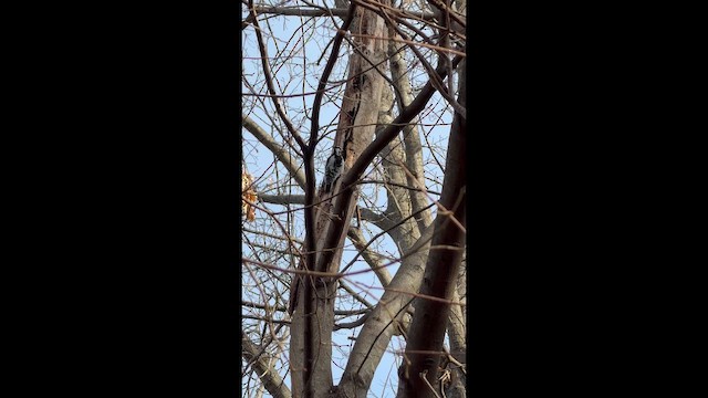 Hairy Woodpecker - ML646699922