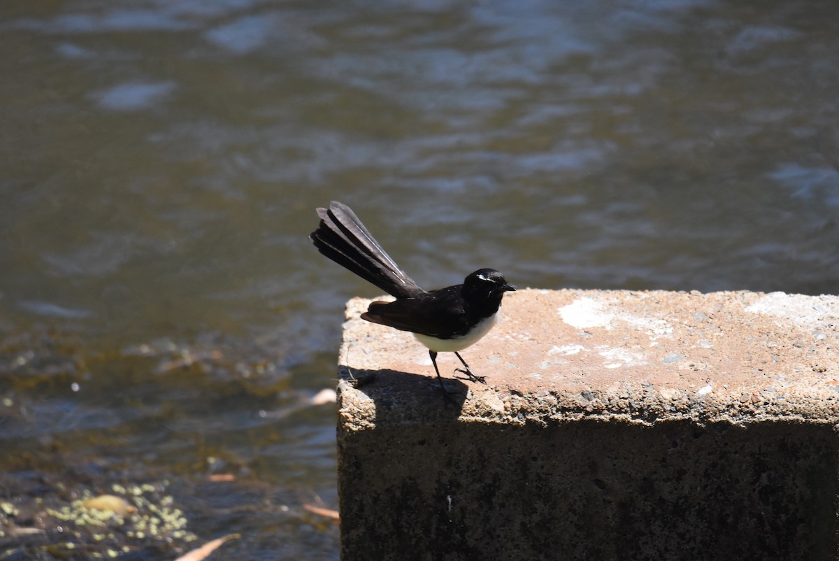 Willie-wagtail - ML646699923