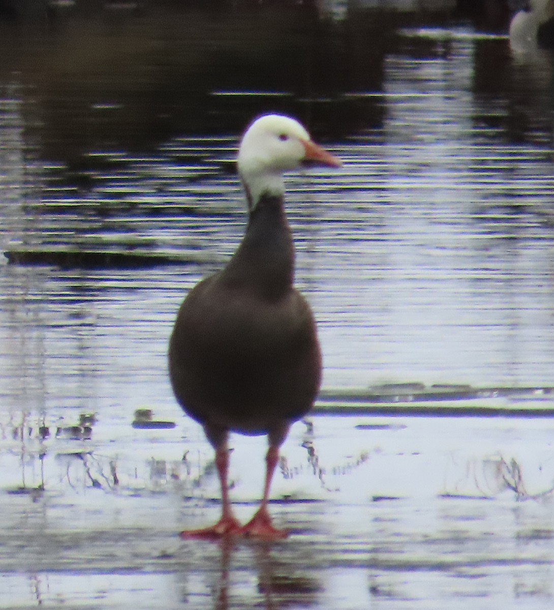 Snow Goose - ML646699924