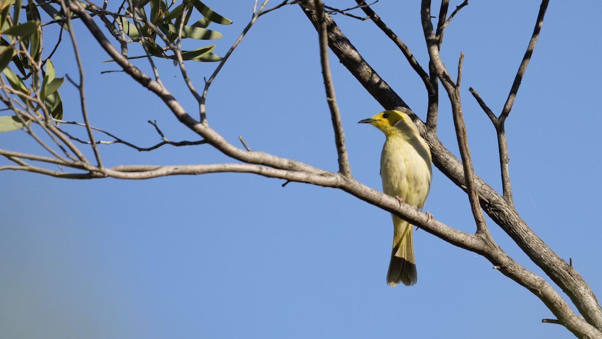White-plumed Honeyeater - ML646699925