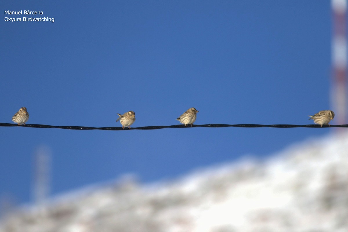 Rock Sparrow - ML646699926