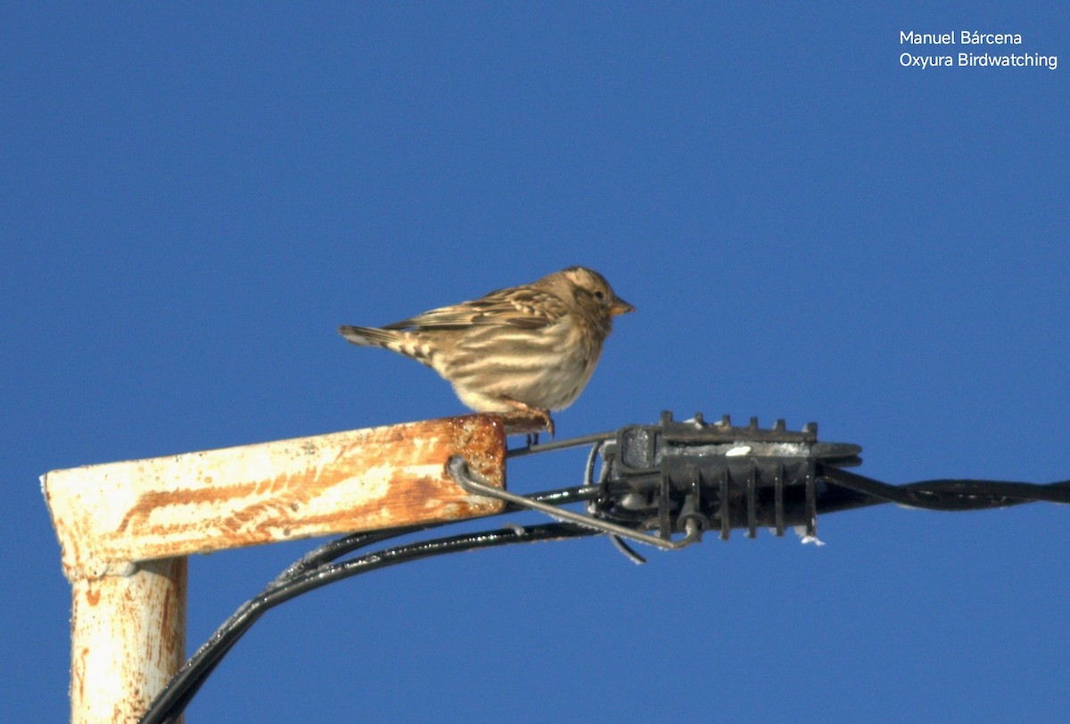 Rock Sparrow - ML646699927